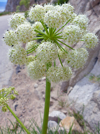 Sierra Angelica; Angelica lineariloba (sierra angelica), Horseshoe Meadows Road, Sierra Nevada, California