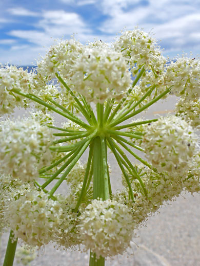 Compound umbel