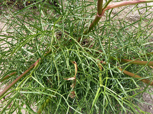 Narrow, linear leaflets