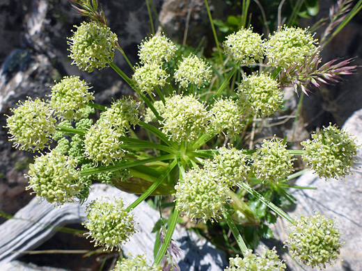 Rock Angelica; Compound umbel - angelica roseana along the Notch Mountain Trail, Uinta Mountains, Utah