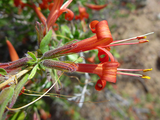 Thurber's Desert Honeysuckle; Red tubular flowers of anisacanthus thurberi, near Badger Springs, Agua Fria National Monument, Arizona