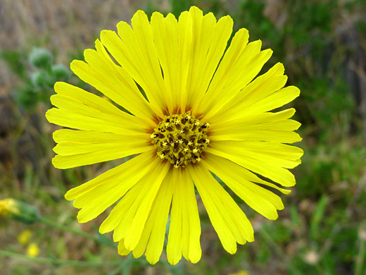 Woodland Alpine-Tarplant; Anisocarpus madioides near Point Reyes National Seashore, California