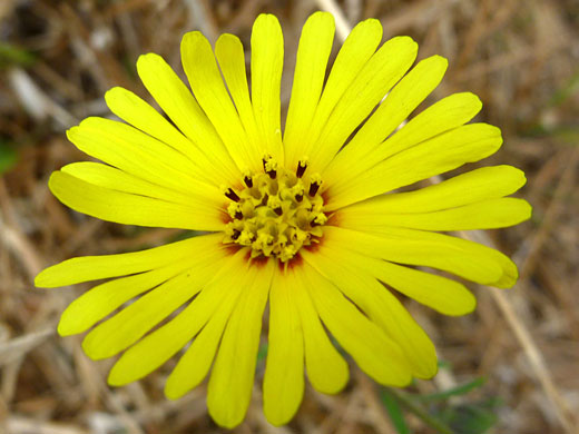 Long yellow ray florets