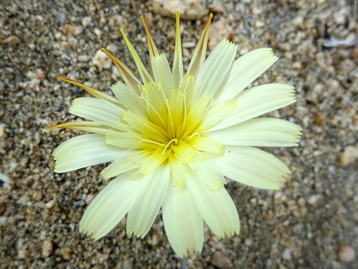 Scale Bud; Flower of anisocoma acaulis, starting to wither - along the Panorama Trail, Joshua Tree National Park, California