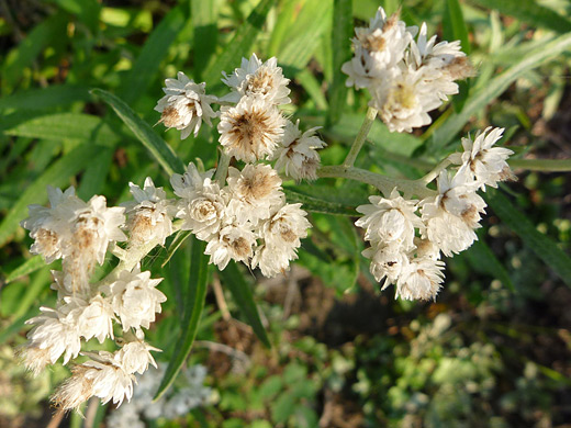 Pearly Pussytoes; White flowers of antennaria anaphaloides (pearly pussytoes), along the Fern Lake Trail, Rocky Mountain National Park, Colorado