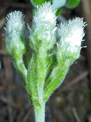 Whitemargin Pussytoes; Whitemargin pussytoes (antennaria marginata), Kelly Canyon, Sedona, Arizona