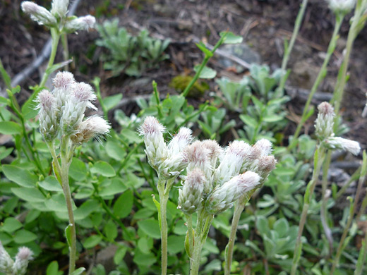 Littlleaf Pussytoes; Flower heads of littlleaf pussytoes (antennaria microphylla), along the Timber Lake Trail in Rocky Mountain National Park, Colorado