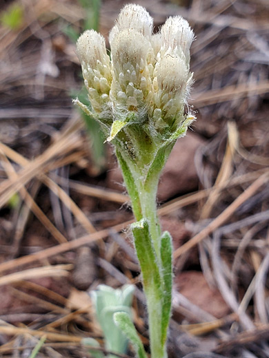 Small-Leaved Pussytoes; Antennaria parvifolia, Picture Canyon, Flagstaff, Arizona