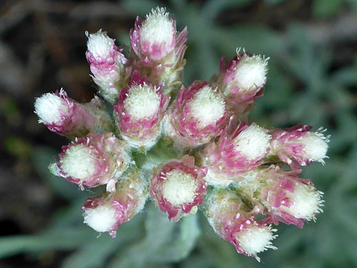 Rosy Pussytoes; Antennaria rosea along the South Lake Trail, Sierra Nevada, California