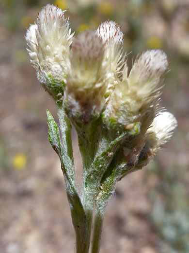 Umber Pussytoes; Umber pussytoes (antennaria umbrinella), Cottonwood Lakes Trail, Sierra Nevada, California