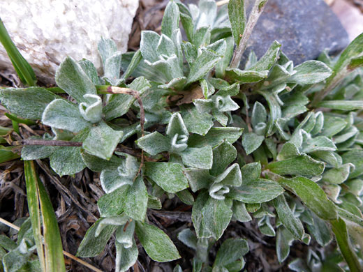 Thick leaves