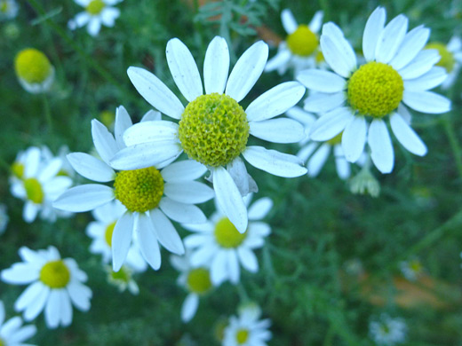 Stinking Chamomile; Anthemis cotula along the Mt Wittenberg Trail, Point Reyes National Seashore, California