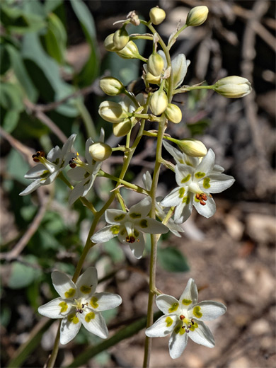 Buds and flowers