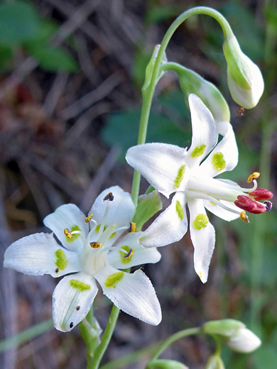 Sheathed False Deathcamas; Flowers and buds of anticlea vaginata - Syncline Loop Trail, Canyonlands National Park, Utah