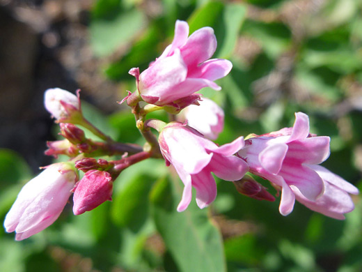 Bitter Dogbane; Apocynum androsaemifolium, Cluster Lakes Trail, Lassen Volcanic National Park, California