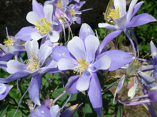 Colorado Columbine; Aquilegia caerulea (Colorado columbine), along the Chasm Lake Trail in Rocky Mountain National Park