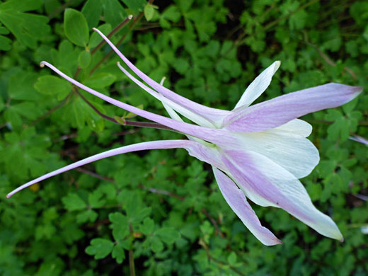 Long, pale purple spurs