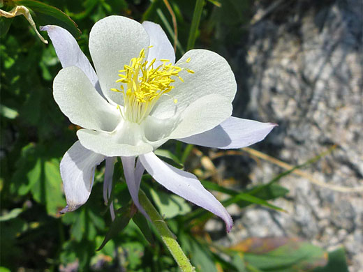 Colorado Columbine