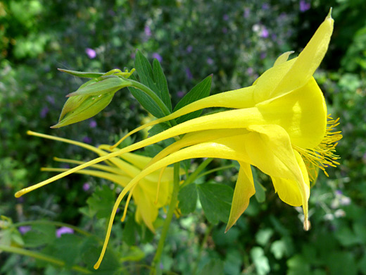 Golden Columbine; Flower head of aquilegia chrysantha, at the Desert Botanical Garden, Phoenix, Arizona