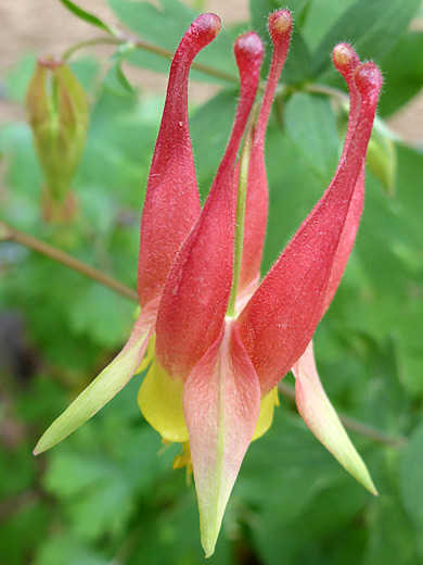 Western Red Columbine; Long red spurs of aquilegia elegantula - Living Desert Zoo and Gardens State Park, New Mexico