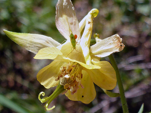 Golden Columbine