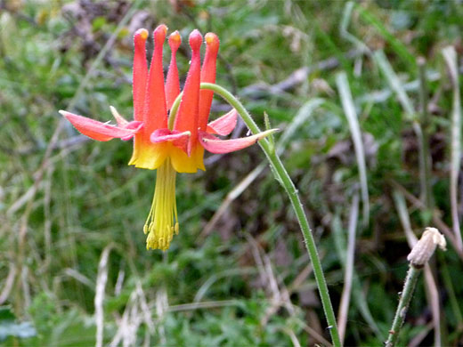 Crimson columbine