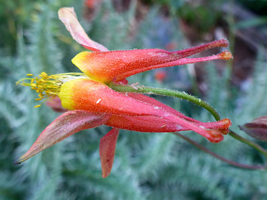 Crimson Columbine; Crimson columbine (aquilegia formosa), along the Mummy Spring Trail, Mt Charleston, Nevada