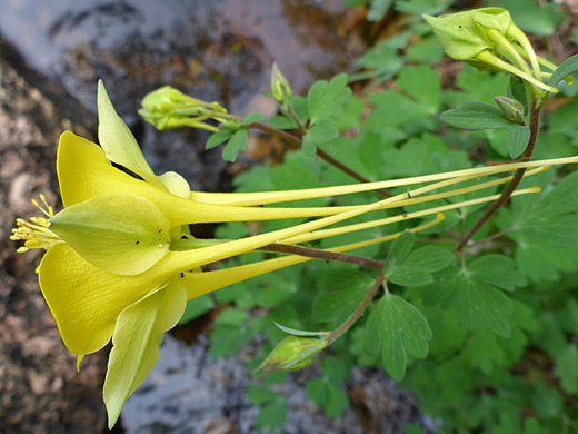 Longspur Columbine; Long, thin, yellow spurs - aquilegia longissima, Cattail Falls Trail, Big Bend National Park, Texas