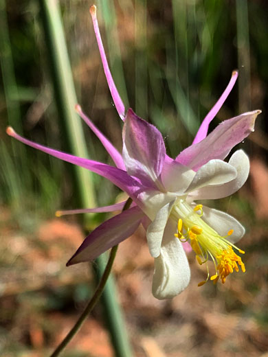 Mancos Columbine; Aquilegia micrantha, Mancos columbine, Grand Staircase-Escalante National Monument, Utah