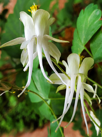 Mancos columbine