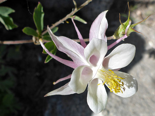 Sierra Columbine; Aquilegia pubescens (sierra columbine), South Lake Trail, Sierra Nevada, California