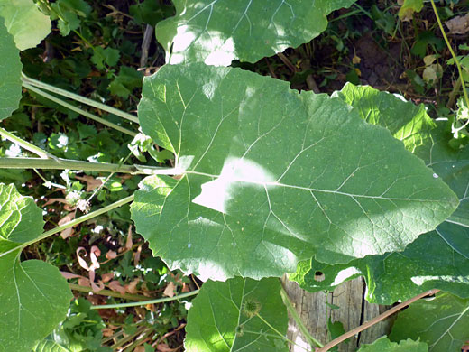 Veined leaf