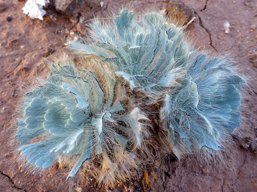 Las Vegas Bearpoppy; Arctomecon californica (Las Vegas bearpoppy), Valley of Fire Wash, Valley of Fire State Park, Nevada