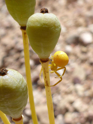 Seed pods