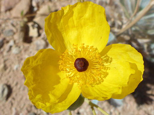 Three yellow petals