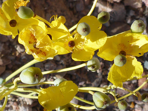 Flowers and seed pods