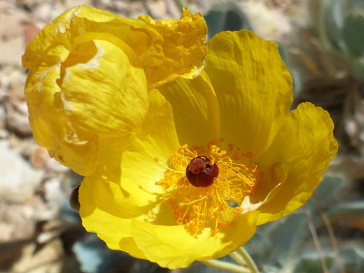 Yellow flower