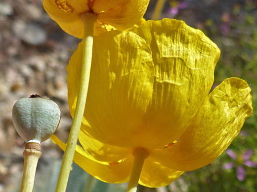 Underside of a flower