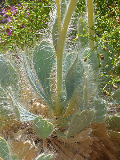 Stem and leaves