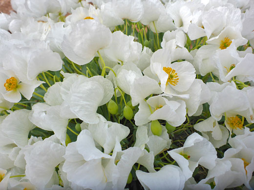 Numerous flowers