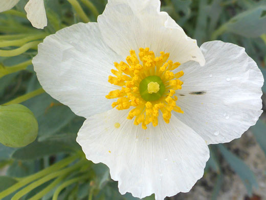 Yellow-centered flower