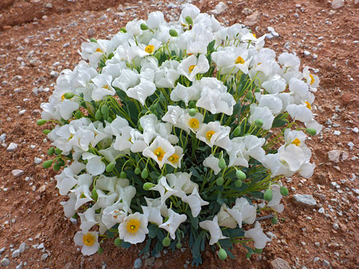 Dwarf Bearpoppy