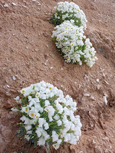Three plants