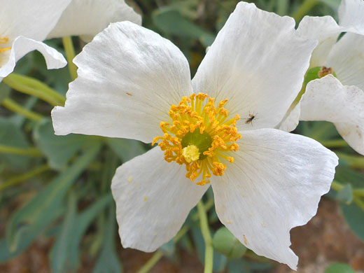 Four-petalled flower