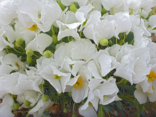White flowers