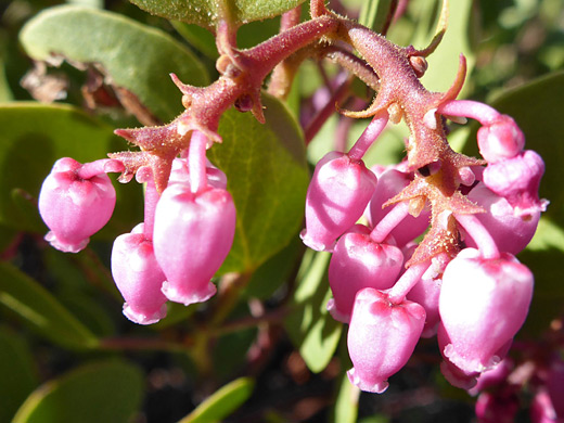 Green-Leaf Manzanita; Arctostaphylos patula along the Boulder Mail Trail in Grand Staircase-Escalante National Monument, Utah