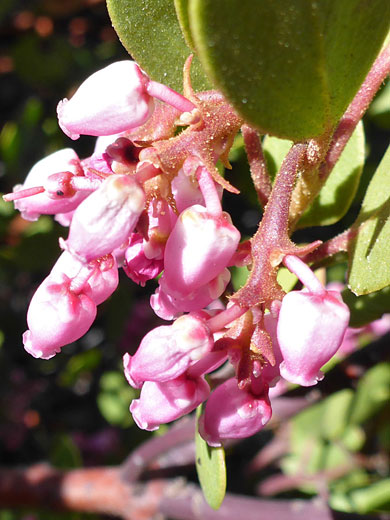 Green-Leaf Manzanita