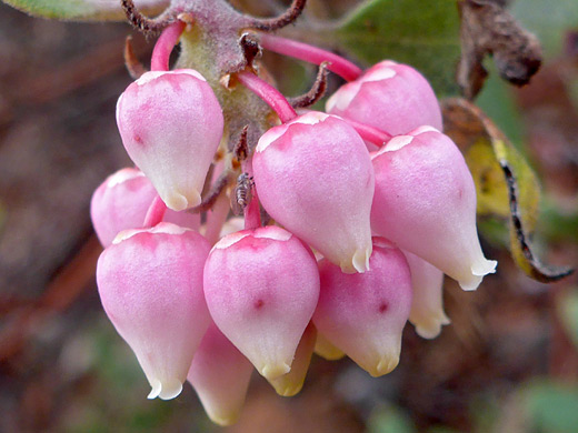 Pointleaf Manzanita; Pinkish-white flowers of arctostaphylos pungens in Coalpits Wash, Zion National Park, Utah