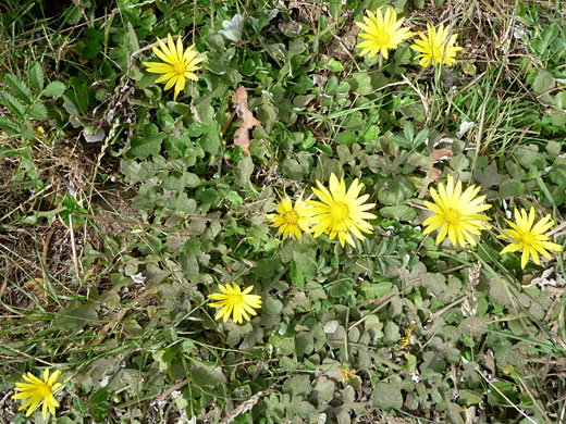Prostrate capeweed