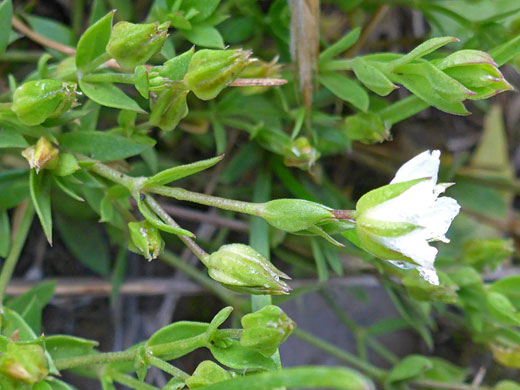 Group of stems